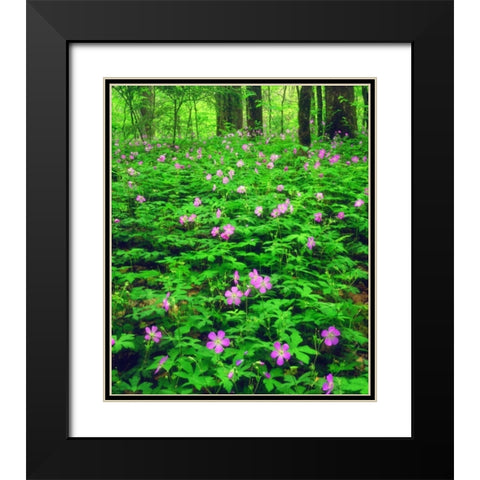 TN, Great Smoky Mts NP Flowers in the forest Black Modern Wood Framed Art Print with Double Matting by Talbot Frank, Christopher