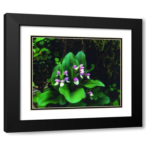 TN, Showy Orchis in Great Smoky Mountain NP Black Modern Wood Framed Art Print with Double Matting by Talbot Frank, Christopher