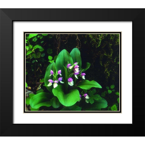 TN, Showy Orchis in Great Smoky Mountain NP Black Modern Wood Framed Art Print with Double Matting by Talbot Frank, Christopher