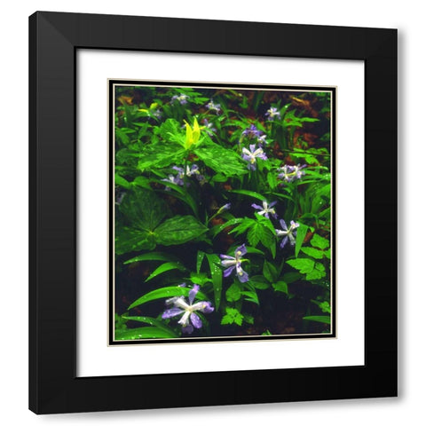 TN, Wildflowers in Great Smoky Mountain NP Black Modern Wood Framed Art Print with Double Matting by Talbot Frank, Christopher