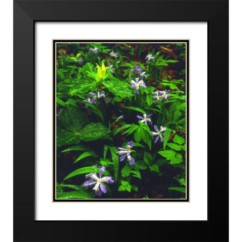 TN, Wildflowers in Great Smoky Mountain NP Black Modern Wood Framed Art Print with Double Matting by Talbot Frank, Christopher