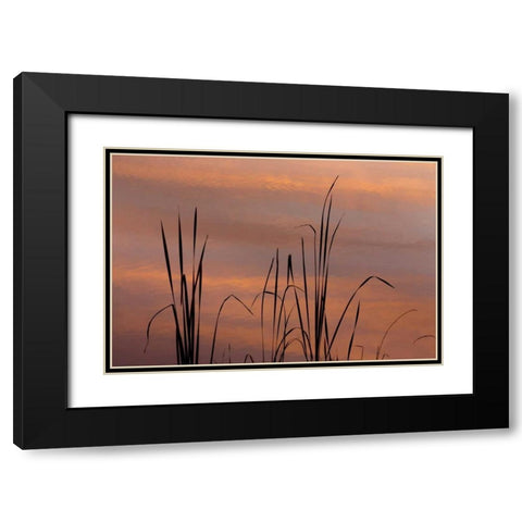 TN, Falls Creek Falls SP Sunrise on cattails Black Modern Wood Framed Art Print with Double Matting by Paulson, Don