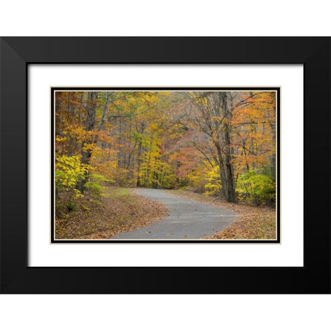 TN, Falls Creek Falls SP Road through forest Black Modern Wood Framed Art Print with Double Matting by Paulson, Don