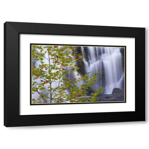 USA, Tennessee Maple tree and Bald Creek Falls Black Modern Wood Framed Art Print with Double Matting by Paulson, Don