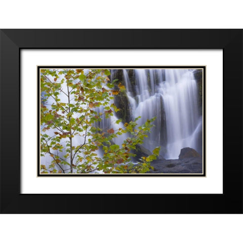 USA, Tennessee Maple tree and Bald Creek Falls Black Modern Wood Framed Art Print with Double Matting by Paulson, Don