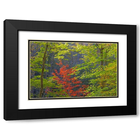 Tennessee Autumn foliage in Cherokee NF Black Modern Wood Framed Art Print with Double Matting by Paulson, Don