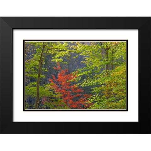 Tennessee Autumn foliage in Cherokee NF Black Modern Wood Framed Art Print with Double Matting by Paulson, Don