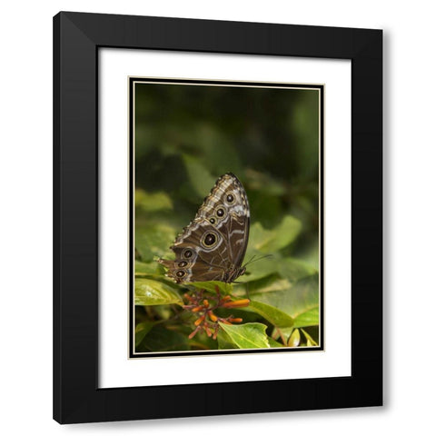 Tennessee, Chattanooga Giant owl butterfly Black Modern Wood Framed Art Print with Double Matting by Grall, Don