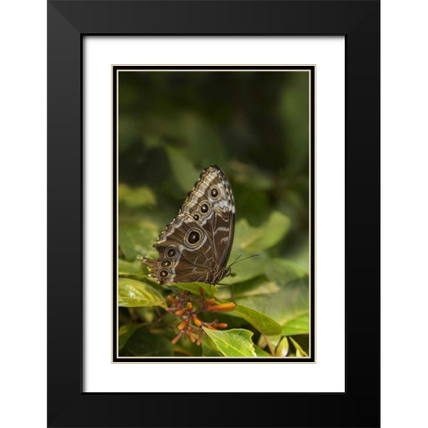 Tennessee, Chattanooga Giant owl butterfly Black Modern Wood Framed Art Print with Double Matting by Grall, Don