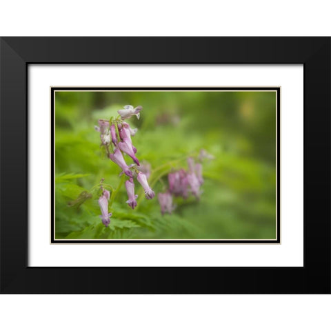 TN, Great Smoky Mts Bleeding heart in Cades Cove Black Modern Wood Framed Art Print with Double Matting by Grall, Don