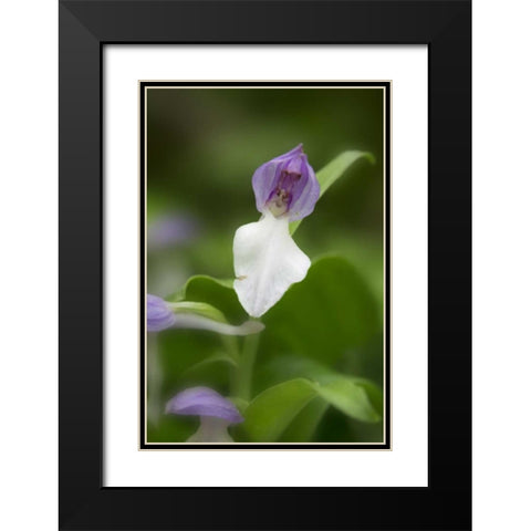 Tennessee, Great Smoky Mts Showy orchis orchid Black Modern Wood Framed Art Print with Double Matting by Grall, Don