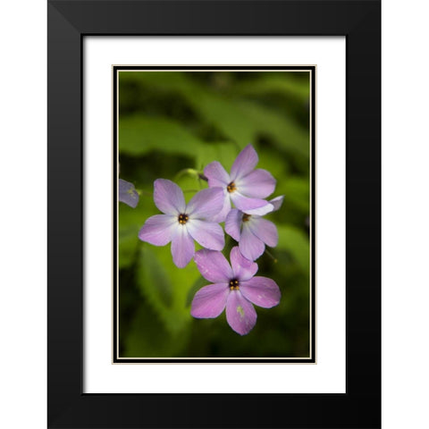 Tennessee, Great Smoky Mts Blue phlox flower Black Modern Wood Framed Art Print with Double Matting by Grall, Don