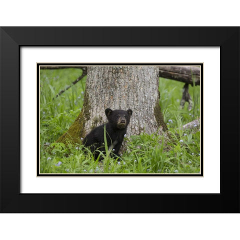 TN, Great Smoky Mts Black bear cub next to tree Black Modern Wood Framed Art Print with Double Matting by Grall, Don