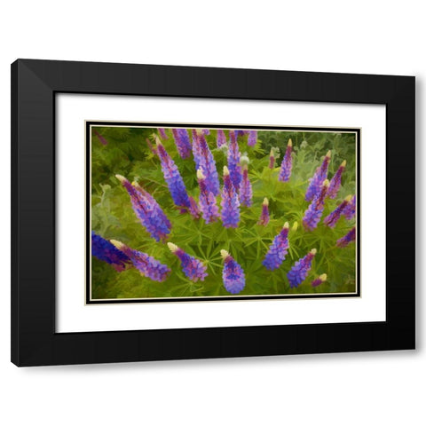 Tennessee Painterly effect on lupine flowers Black Modern Wood Framed Art Print with Double Matting by Zuckerman, Jim