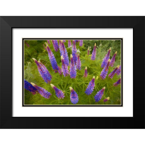 Tennessee Painterly effect on lupine flowers Black Modern Wood Framed Art Print with Double Matting by Zuckerman, Jim