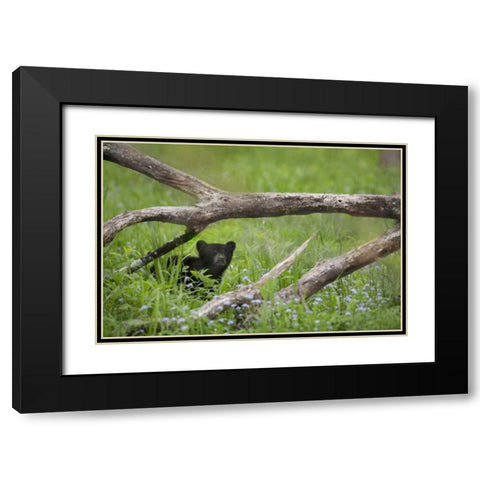 Tennessee, Great Smoky Mts Black bear cub Black Modern Wood Framed Art Print with Double Matting by Grall, Don