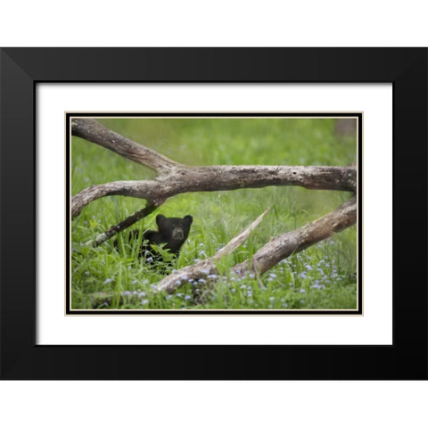 Tennessee, Great Smoky Mts Black bear cub Black Modern Wood Framed Art Print with Double Matting by Grall, Don