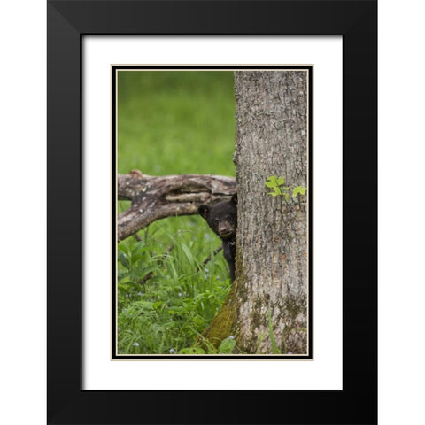 Tennessee, Great Smoky Mts Black bear cub Black Modern Wood Framed Art Print with Double Matting by Grall, Don