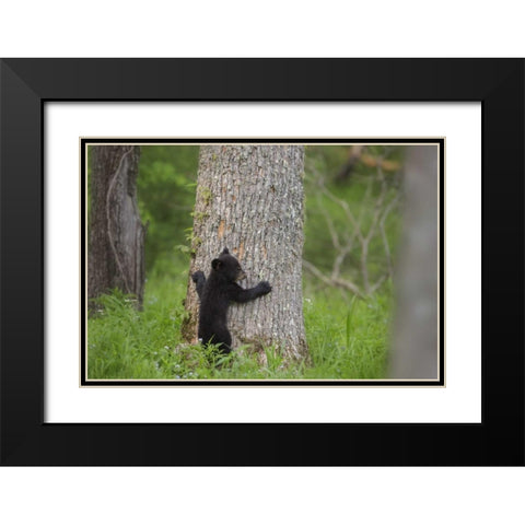 TN, Great Smoky Mts Black bear cub climbing Black Modern Wood Framed Art Print with Double Matting by Grall, Don