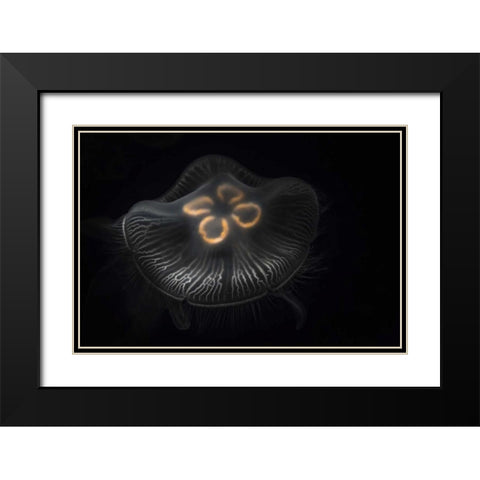 Tennessee, Chattanooga Moon jellyfish Black Modern Wood Framed Art Print with Double Matting by Grall, Don
