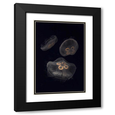 Tennessee, Chattanooga Moon jellyfish Black Modern Wood Framed Art Print with Double Matting by Grall, Don