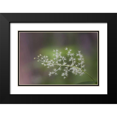 TN, Great Smoky Mts False Solomons seal flowers Black Modern Wood Framed Art Print with Double Matting by Grall, Don