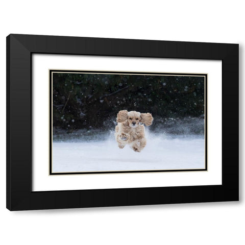 USA- Tennessee. Cocker spaniel running in the snow. Black Modern Wood Framed Art Print with Double Matting by Jaynes Gallery