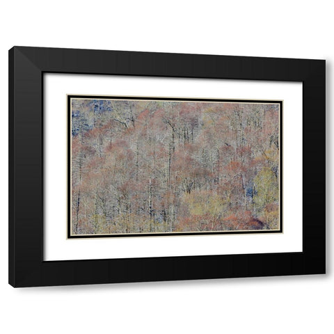 USA- Tennessee. Great Smoky Mountains National Park with late springtime snow Black Modern Wood Framed Art Print with Double Matting by Gulin, Darrell