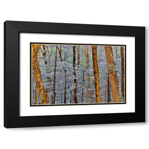 USA- Tennessee. Great Smoky Mountains National Park with late springtime snow Black Modern Wood Framed Art Print with Double Matting by Gulin, Darrell