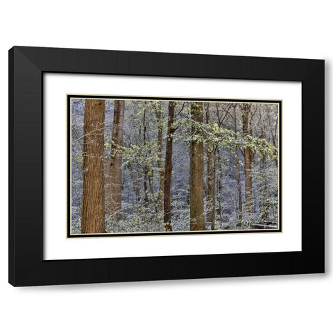 USA- Tennessee. Great Smoky Mountains National Park with late springtime snow Black Modern Wood Framed Art Print with Double Matting by Gulin, Darrell
