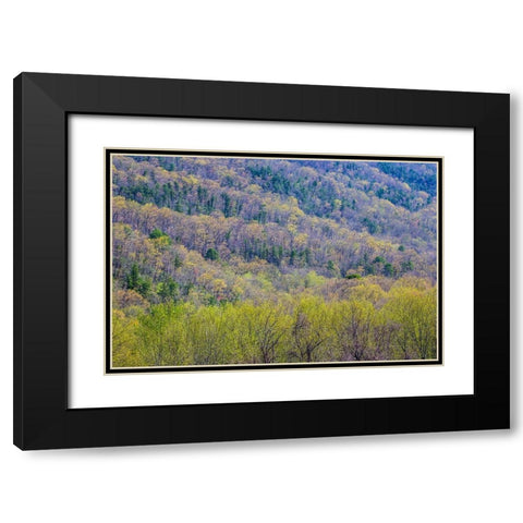 USA- Tennessee. Great Smoky Mountains National Park springtime with hardwood forest budding out Black Modern Wood Framed Art Print with Double Matting by Gulin, Darrell