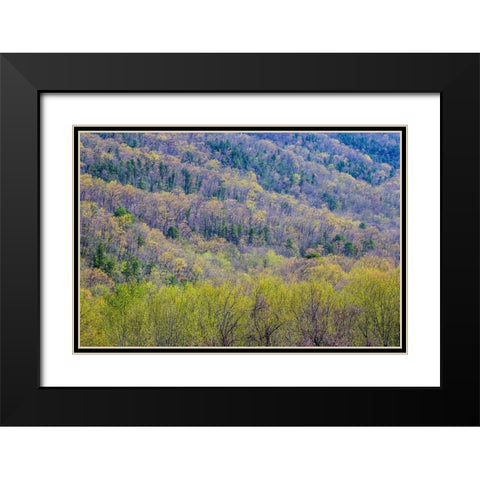 USA- Tennessee. Great Smoky Mountains National Park springtime with hardwood forest budding out Black Modern Wood Framed Art Print with Double Matting by Gulin, Darrell