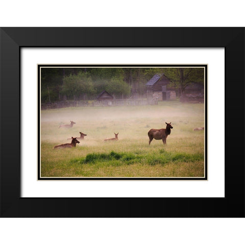 Tennessee Elk in foggy field at Great Smoky Mountains National Park Black Modern Wood Framed Art Print with Double Matting by Wells, Joanne