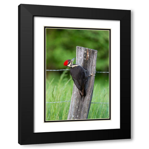 Pileated Woodpecker (Dryocopus pileatus)-Great Smoky Mountains National Park-Tennessee Black Modern Wood Framed Art Print with Double Matting by Day, Richard and Susan