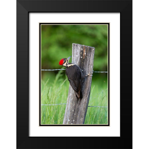 Pileated Woodpecker (Dryocopus pileatus)-Great Smoky Mountains National Park-Tennessee Black Modern Wood Framed Art Print with Double Matting by Day, Richard and Susan