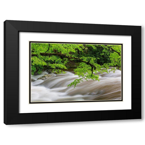 Middle Prong Little River in spring-Great Smoky Mountains National Park-Tennessee Black Modern Wood Framed Art Print with Double Matting by Day, Richard and Susan