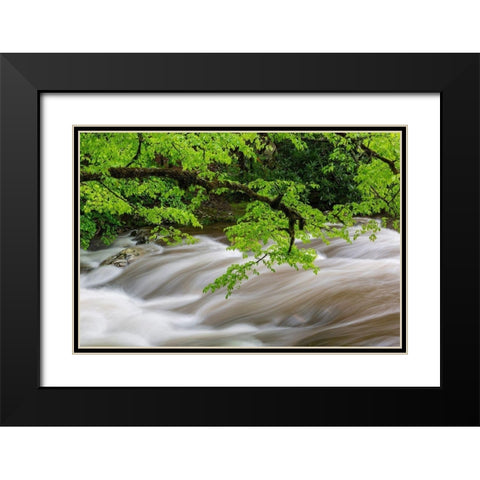Middle Prong Little River in spring-Great Smoky Mountains National Park-Tennessee Black Modern Wood Framed Art Print with Double Matting by Day, Richard and Susan