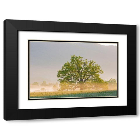 Sunrise and fog Cades Cove-Great Smoky Mountains National Park-Tennessee Black Modern Wood Framed Art Print with Double Matting by Day, Richard and Susan