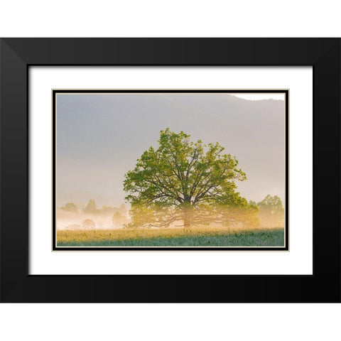 Sunrise and fog Cades Cove-Great Smoky Mountains National Park-Tennessee Black Modern Wood Framed Art Print with Double Matting by Day, Richard and Susan
