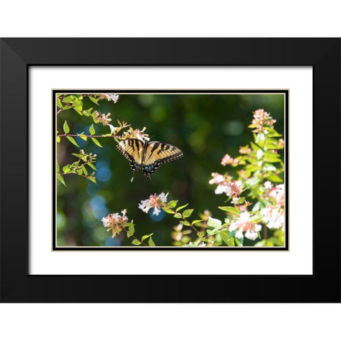 Tennessee Eastern Tiger Swallowtail gathers nectar on glossy abelia flowers Black Modern Wood Framed Art Print with Double Matting by Drury, Trish