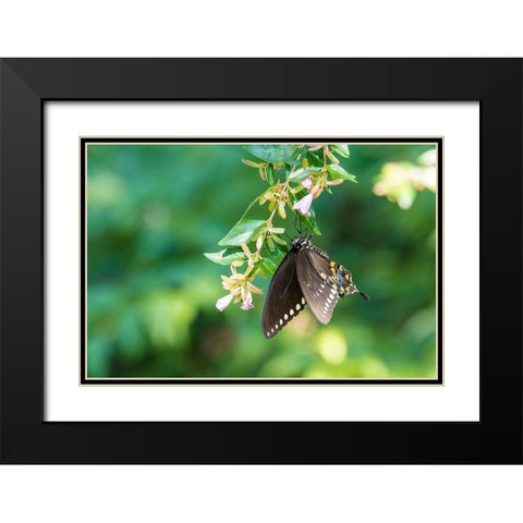 Tennessee Spicebush Swallowtail (Papilio troilus) on glossy abelia Black Modern Wood Framed Art Print with Double Matting by Drury, Trish