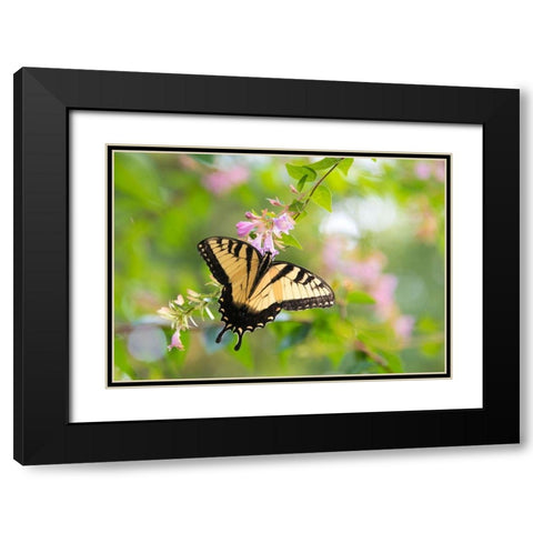 Tennessee Tiger Swallowtail gets nectar from glossy abelia flowers Black Modern Wood Framed Art Print with Double Matting by Drury, Trish