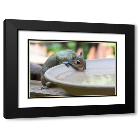 USA-Tennessee Eastern gray squirrel drinks at bird bath reflected in water Black Modern Wood Framed Art Print with Double Matting by Drury, Trish