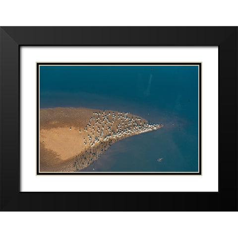 USA-Tennessee White pelicans and cormorants creating patterns Black Modern Wood Framed Art Print with Double Matting by Drury, Trish