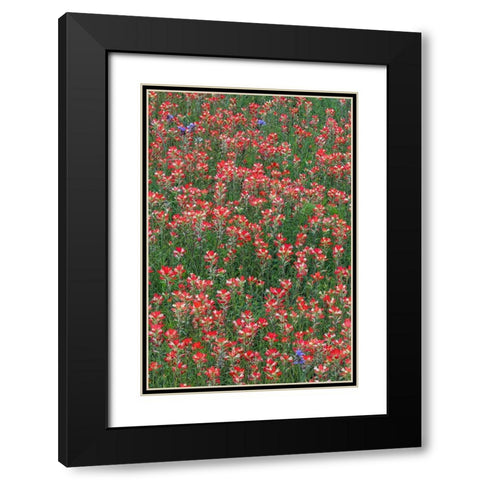 Meadow of red Texas Paintbrush and Purple-head Sneezeweed and Spiderwort flowers Black Modern Wood Framed Art Print with Double Matting by Jones, Adam