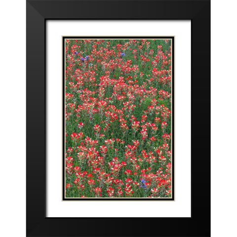 Meadow of red Texas Paintbrush and Purple-head Sneezeweed and Spiderwort flowers Black Modern Wood Framed Art Print with Double Matting by Jones, Adam