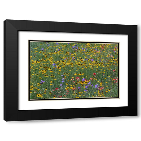 Meadow of red Texas Paintbrush and Purple-head Sneezeweed and Spiderwort flowers Black Modern Wood Framed Art Print with Double Matting by Jones, Adam