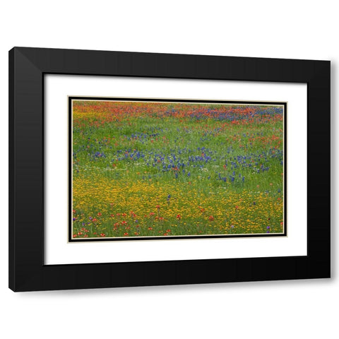 Meadow of red Texas Paintbrush and Purple-head Sneezeweed and bluebonnets Black Modern Wood Framed Art Print with Double Matting by Jones, Adam