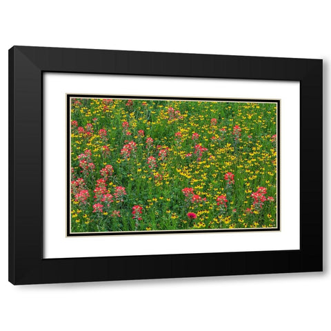 Meadow of red Texas Paintbrush and Purple-head Sneezeweed-Texas hill country-near Marble Falls Black Modern Wood Framed Art Print with Double Matting by Jones, Adam
