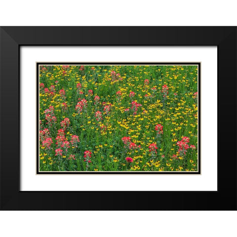 Meadow of red Texas Paintbrush and Purple-head Sneezeweed-Texas hill country-near Marble Falls Black Modern Wood Framed Art Print with Double Matting by Jones, Adam